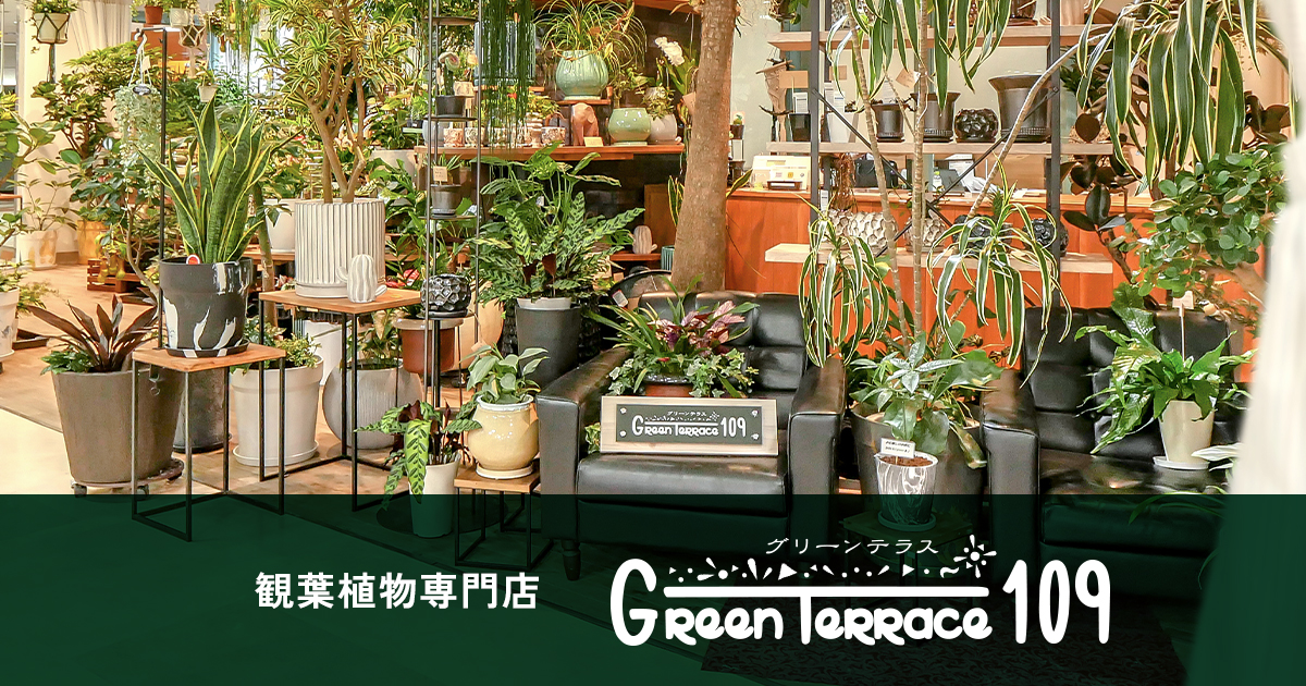 観葉植物専門店Greenterrace（グリーンテラス）109｜愛媛・松山