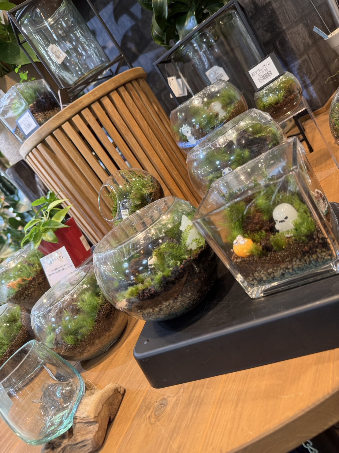 🌿苔テラリウムフェア開催中🌿 ｜ 観葉植物専門店Greenterrace