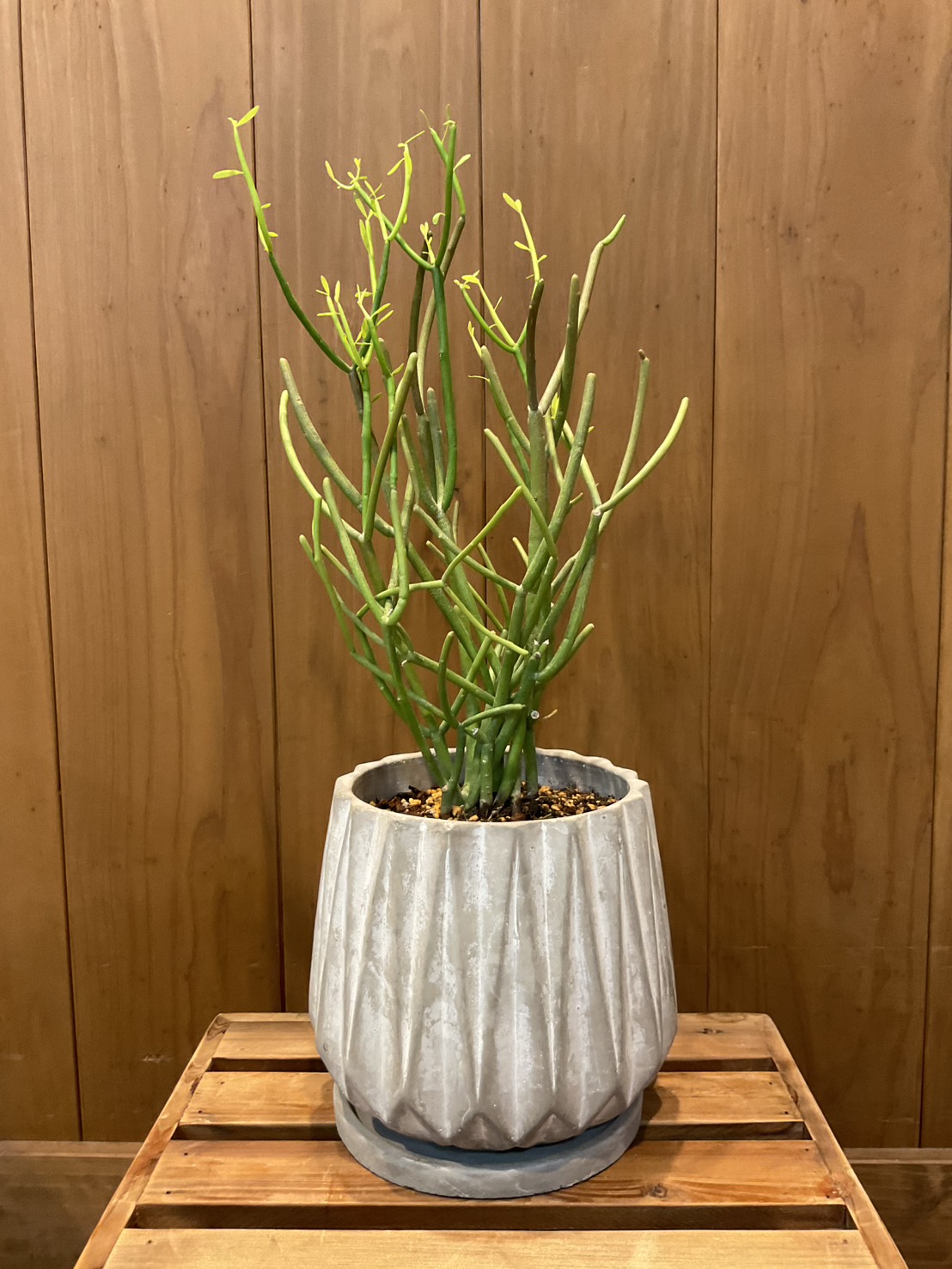 ミルクブッシュの育て方