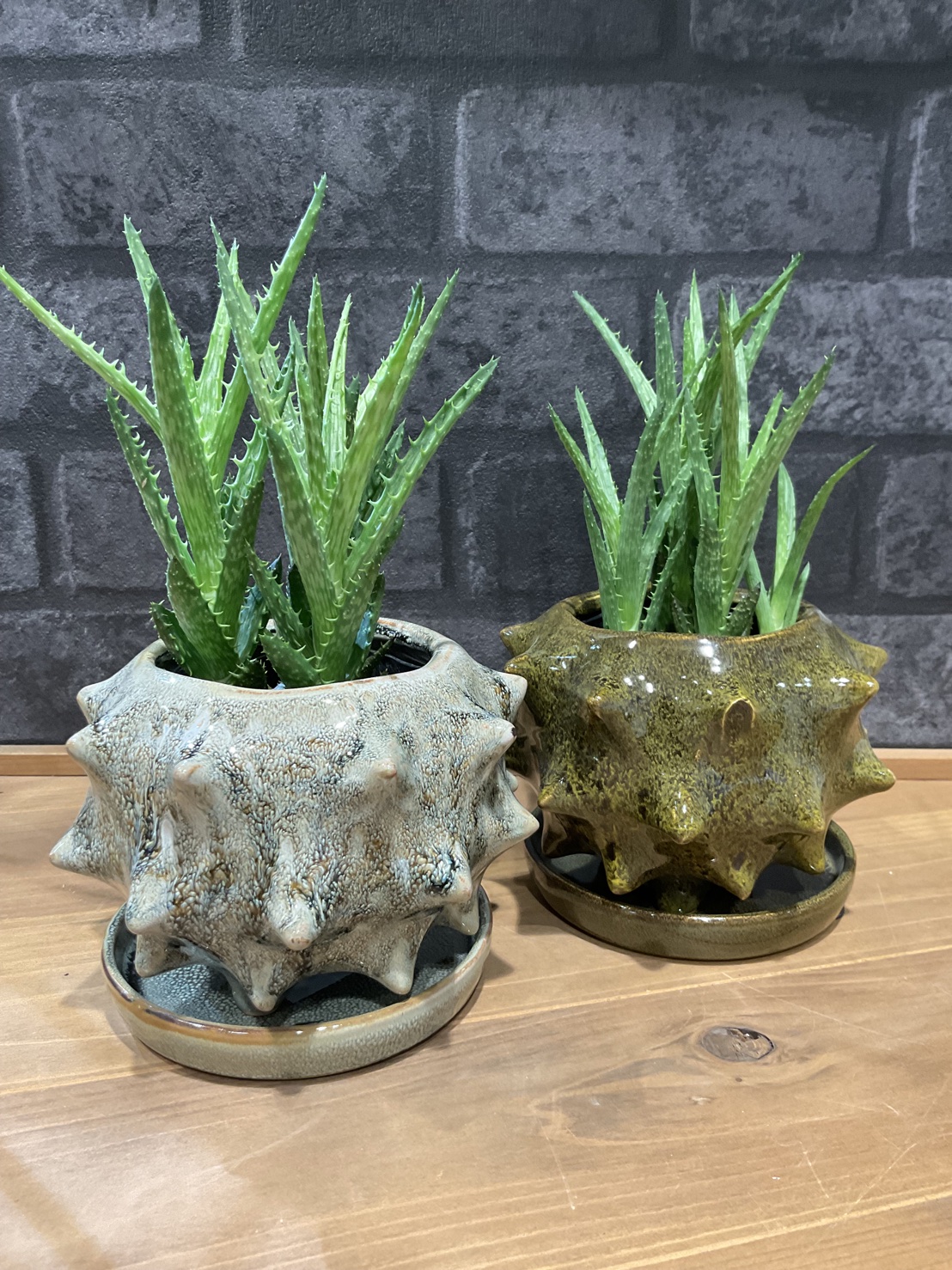 観葉植物 アロエ