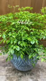 ガジュマル | 観葉植物 | 観葉植物通販 GreenTerrace109（グリーン